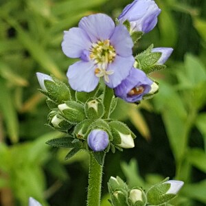 Polemonium caeruleum jacob's ladder seeds image 2