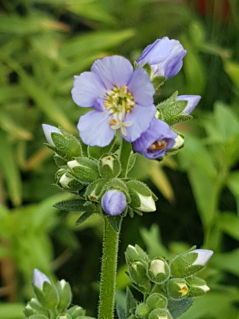 Polemonium caeruleum jacob's ladder seeds image 2