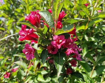 Weigela 'Ruby'