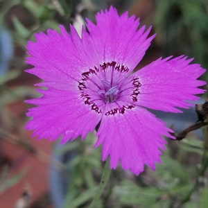 Dianthus chinensis  15 seeds