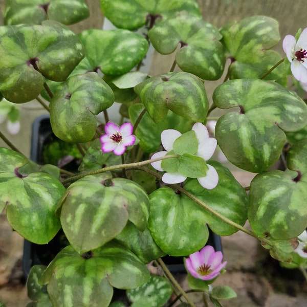 Hepatica japonica var, pubescens seeds