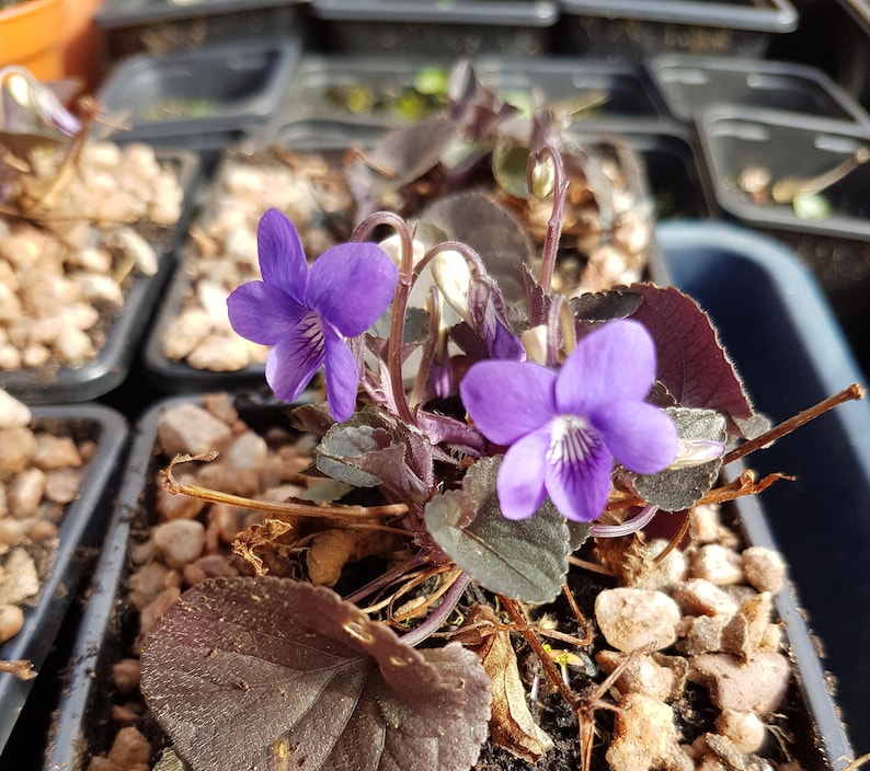 Viola labradorica image 2