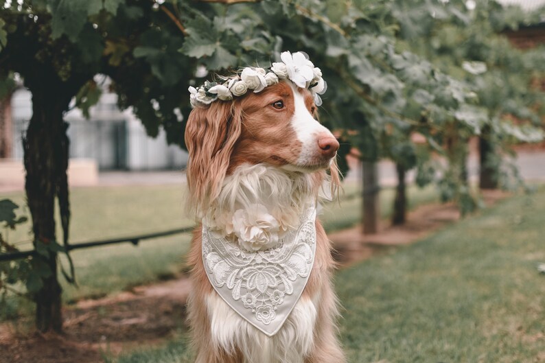 FEMALE WEDDING Dog Bandana Ivory Cream White or Dusky Pink Etsy