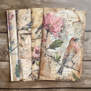 4 Illustrazione di uccelli botanici Sfondo effimero vintage Scrapbook digitale Diario Arte Uccello Arte digitale Decorazioni stampabili per libri vintage fai da te