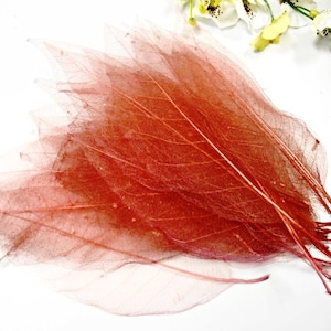 25 foglie di Bodhi scheletro grande marrone rossiccio marrone secchi foglia tinti di mano decorativo naturale Carta Scrapbooking rendendo matrimonio favore Art Project