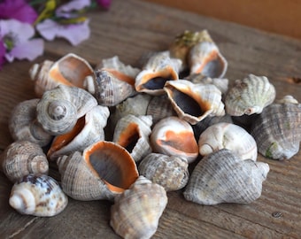 Rapana Venosa Set 30 Pc Conch Sea Shells Crab Snail Seashells Natural Shellfish Beach Art Home Decor DIY Craft Summer Wedding Favor Ornament