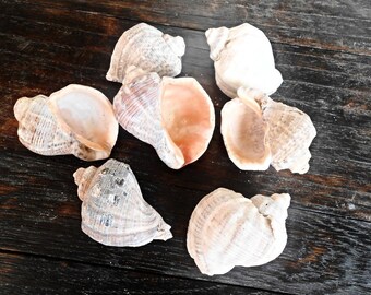 Rapana Venosa Set 7 Pc Conch Sea Shells Crab Snail Seashells Natural Shellfish Beach Art Home Decor DIY Craft Summer Wedding Favor Ornament