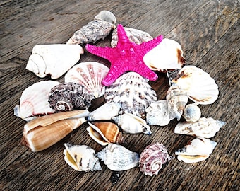 Natural Sea shell 25 pc Set Shellfish Starfish Scallop shells Ocean Beach Seashell Vase Home Decor DIY Crafts Summer Wedding Favors ornament
