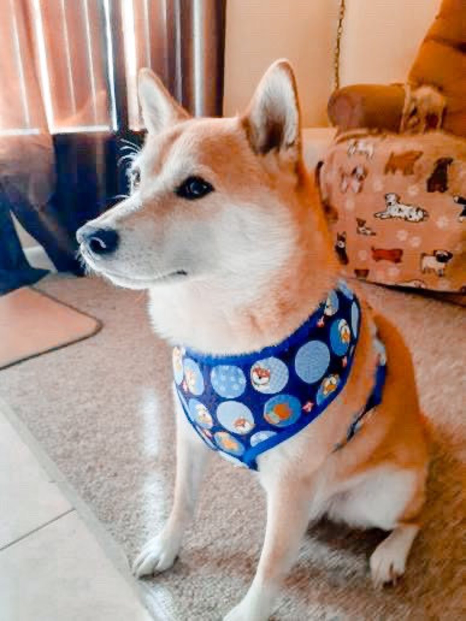 Shiba Inu Dog Harness Set/ Boy Dog Harness and Leash/ Blue Dog Etsy