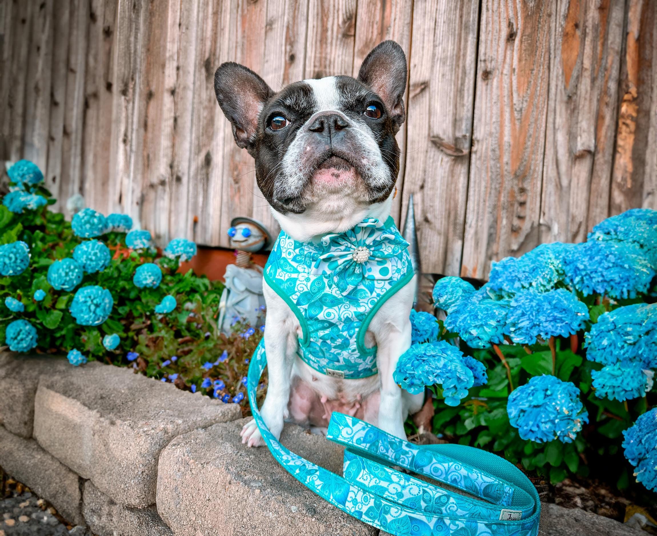 夏のキラキラ蝶の犬用首輪 花/ターコイズフローラルガール犬用首輪