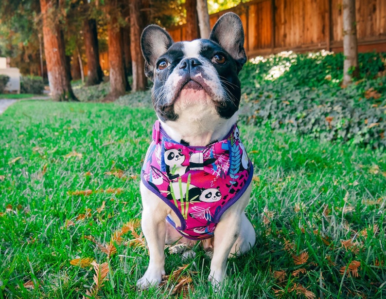 Frenchie Harness Size Chart