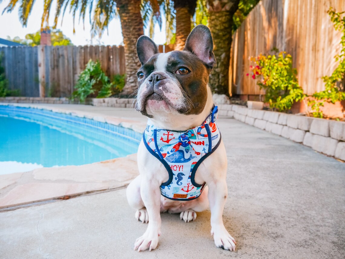 Nautical boy dog harness leash set/ small medium dog harness Etsy