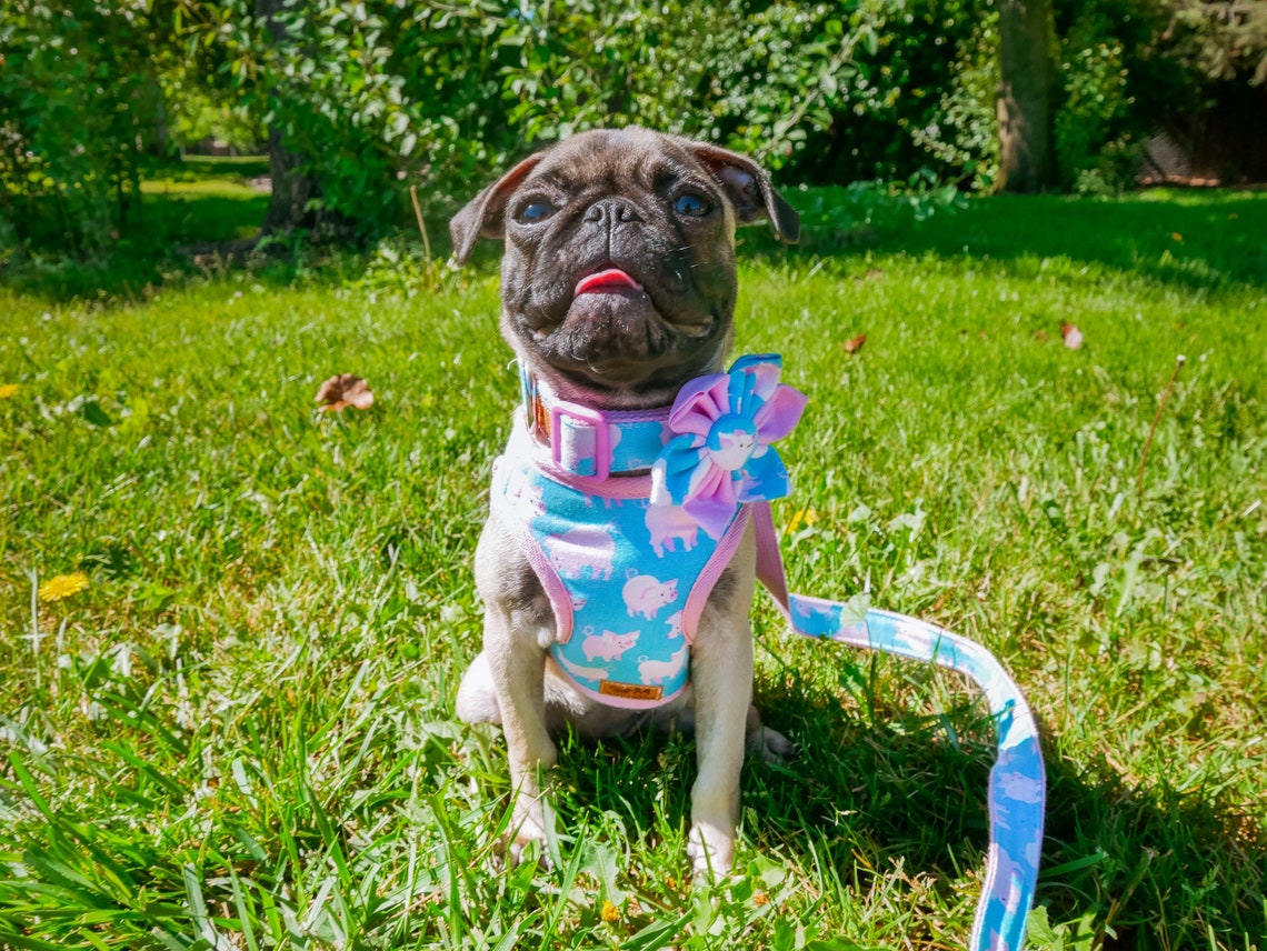 Piggy dog harness/ Girl boy dog harness/ Cute pig dog harness/ Etsy
