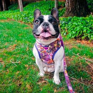 May include: A black and white French bulldog wearing a purple floral dog harness and lead, sitting on green grass.