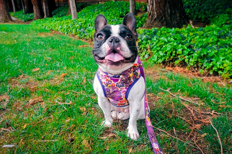 May include: A black and white French bulldog wearing a purple floral dog harness and lead, sitting on green grass.