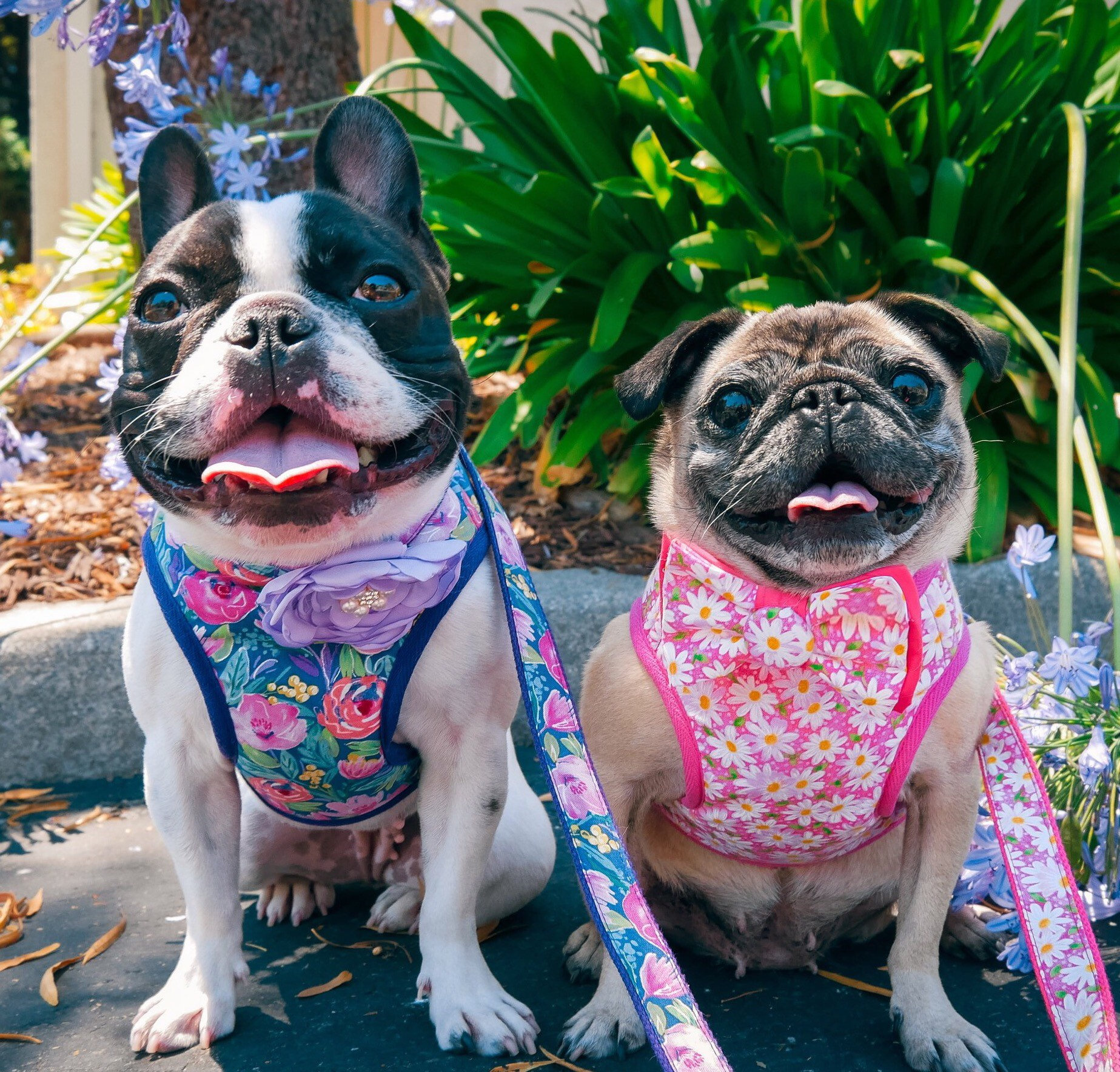 Floral dog harness Girl dog harness Daisy Rose Flower dog Etsy