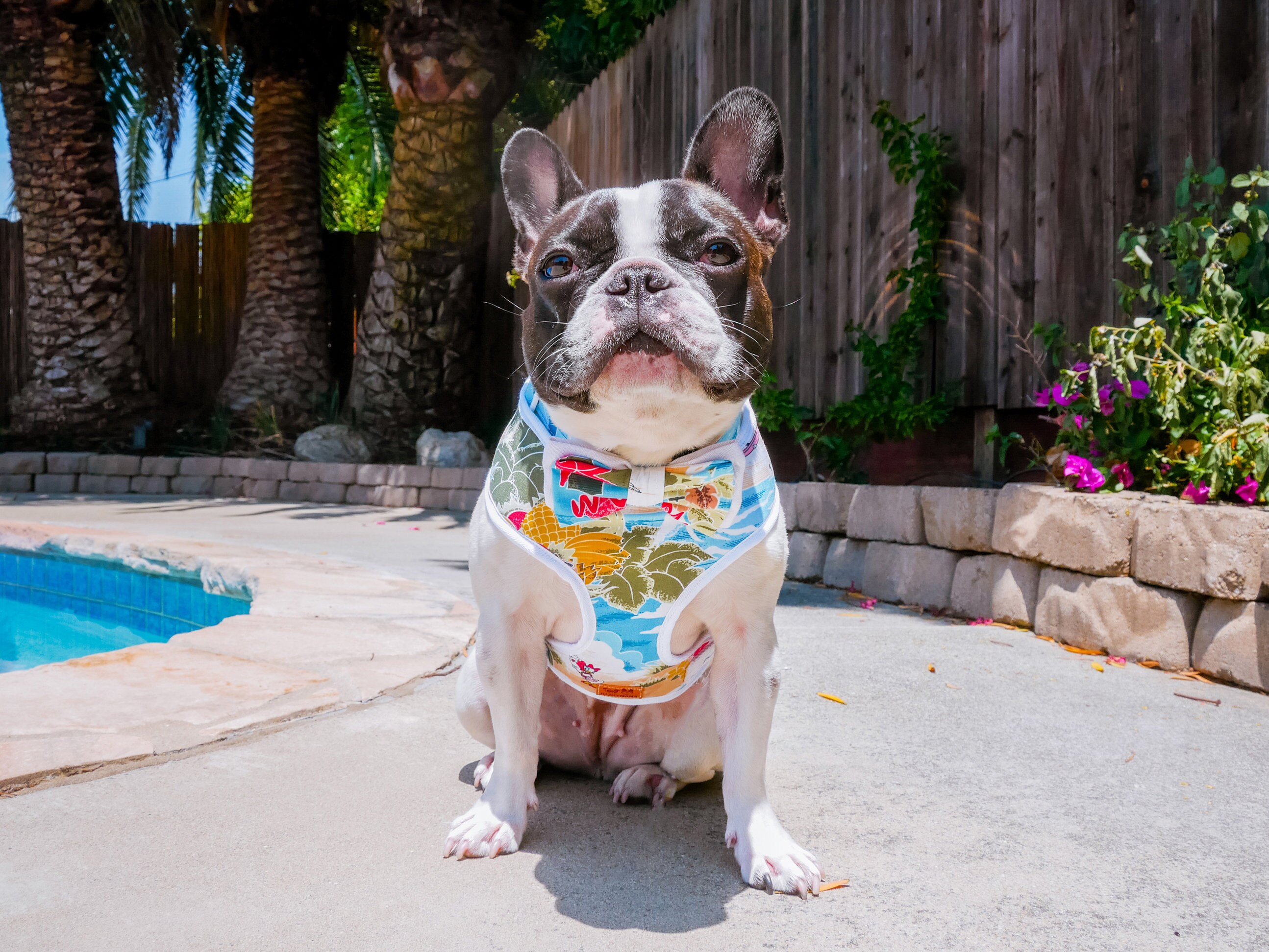 Frenchie Harness Size Chart