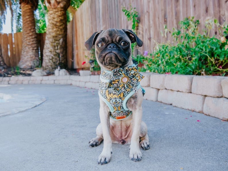 Rifle paper co floral dog harness leash set girl dog harness vest custom flower harness and leash custom small medium dog lead and harnes
