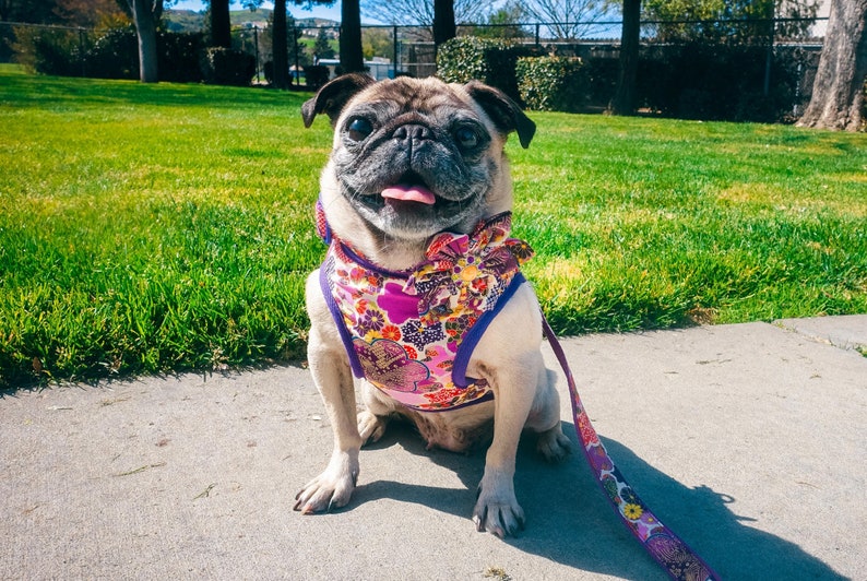 May include: A light brown pug dog wearing a purple and pink floral dog harness with a matching leash. The dog is sitting on a grey pavement with green grass in the background.