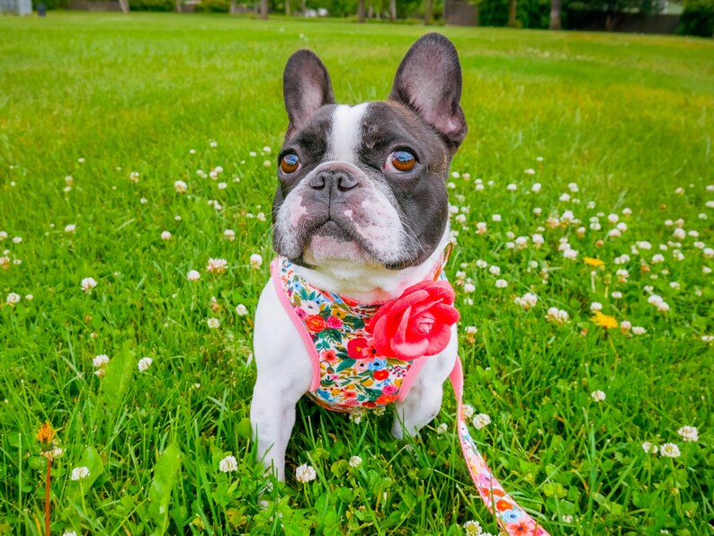 Floral Dog Collar Set/ Girl Flower Dog Collar and Leash/ Dog Etsy