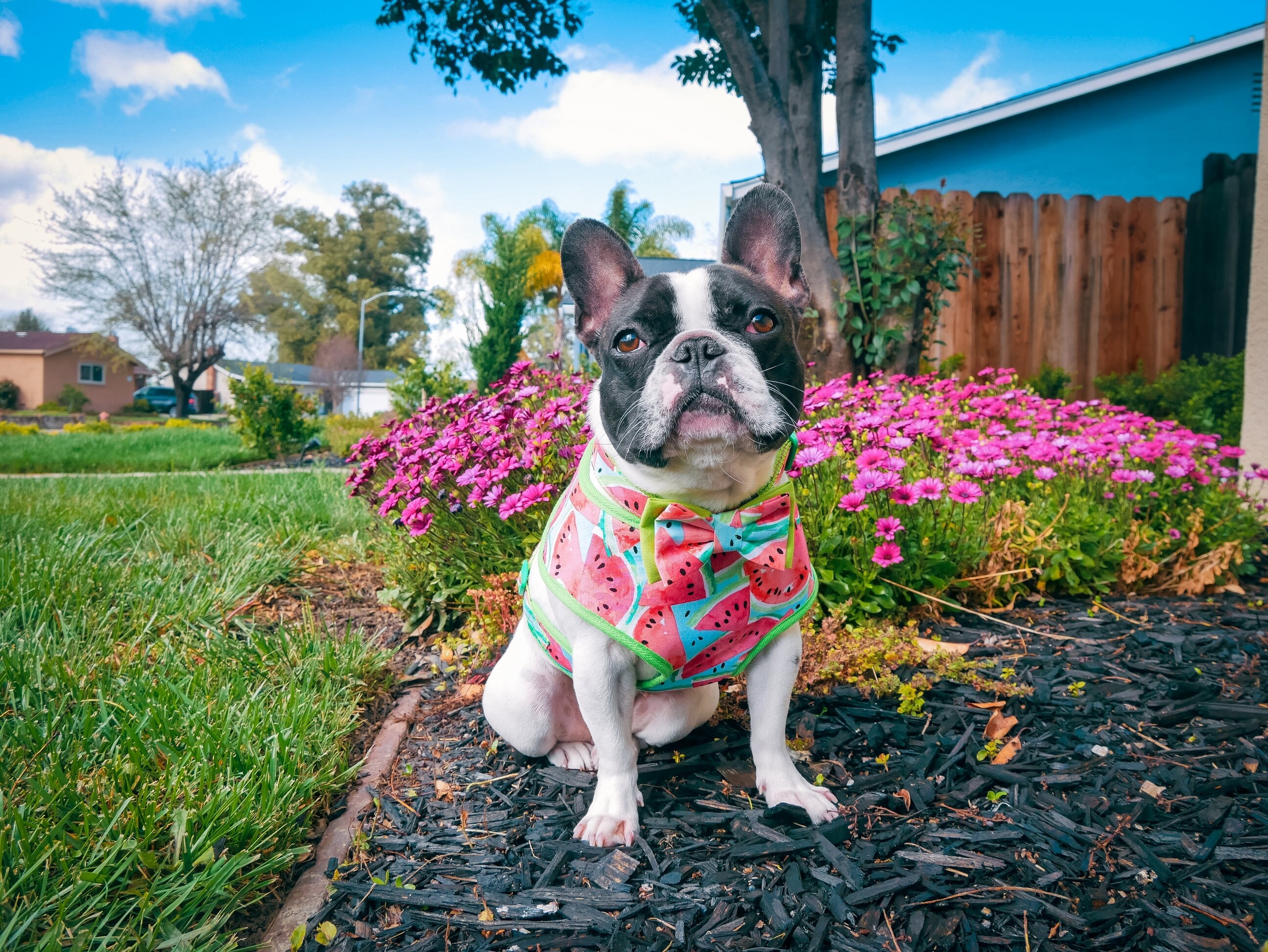 Blue Watermelon Dog Harness Vest Cute Boy Dog Harness Green Etsy