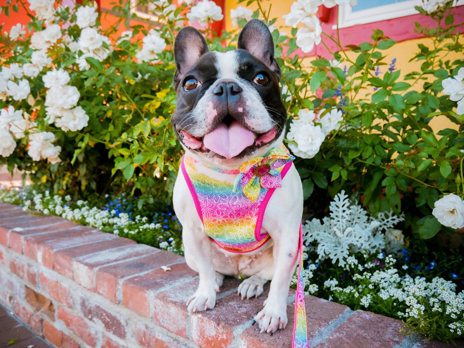 Rainbow Dog Harness Leash Set/ Girl Floral Dog Harness Vest/ Etsy