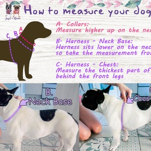 May include: Diagram showing how to measure a dog for a collar and harness. The diagram shows a brown dog with a collar and harness, and a black and white dog with a harness. The diagram includes text instructions for measuring the dog's neck, chest, and neck base.