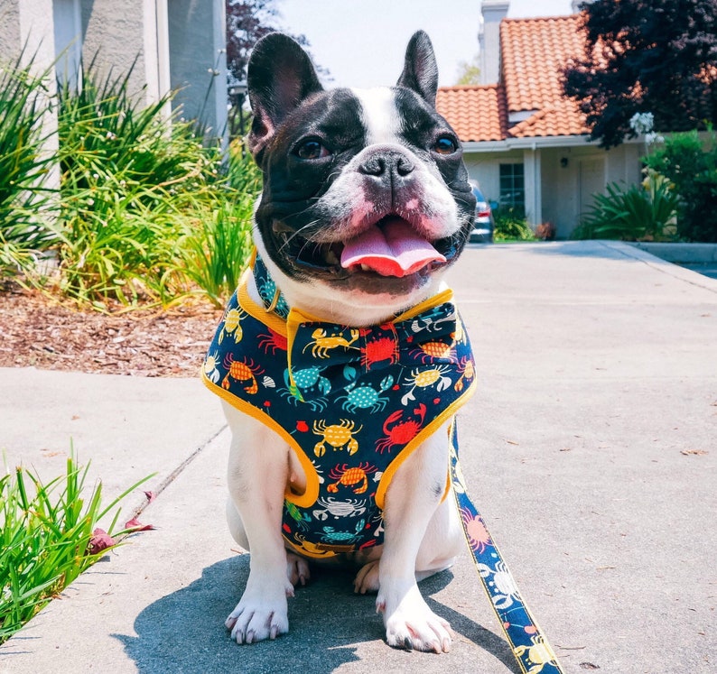 Boy dog harness vest/ black dog harness/ Beach Crab dog | Etsy