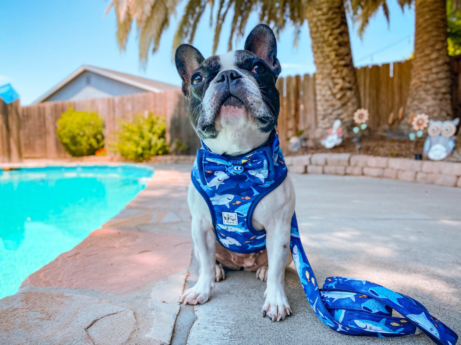 Shark Dog Harness/ Nautical Dog Harness/ Boy Dog Harness/ Blue Etsy