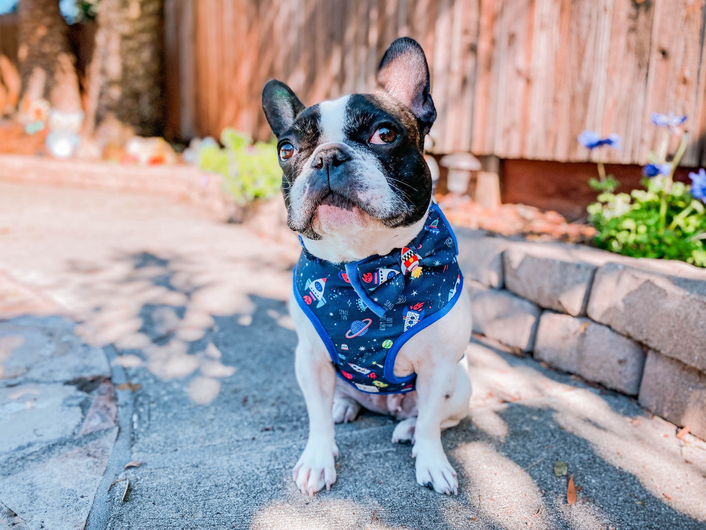 Rocket Boy Dog Harness Vest/ Cute Boy Dog Harness/ Spaceship Etsy