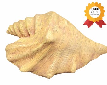 Conch Shell Biodegradable Urn - Sea shell urn Ideal for Land or Water for beach lovers or surfers