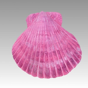 Seashell Urn- SMALL- Scalloped Calico Shell.