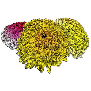Chrysanthemums Linocut, Original Linoprint, Hand Printed, Gift, art, flower, bunch of flowers, colourful, A4