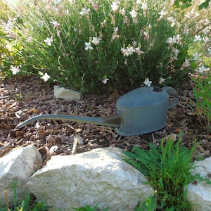 May include: A vintage, grey metal watering can with a long spout sits amongst wood chips and plants. White flowers and large, pale rocks surround the can. The scene is set in a garden, with a natural, rustic aesthetic.