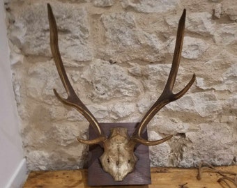 Großer antiker französischer an der Wand befestigter Hirschschädel u.Geweih auf hölzerner Plakette, Biche, Jagdtrophäe, Chasse, Cabin-Home-Wanddekoration