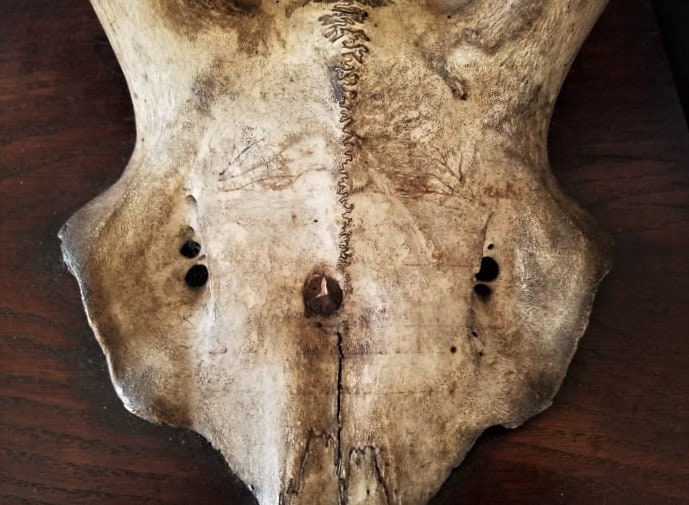 Grand Français Crâne de Cerf Mural et Bois sur Plaque Bois, Biche, Trophée Chasse, Chasse, Décoratio