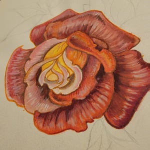 May include: A close-up of a watercolor painting of a red rose with yellow and pink accents. The rose is in full bloom and has a delicate, layered appearance.
