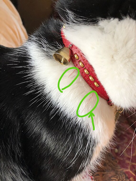 mcm cat collar