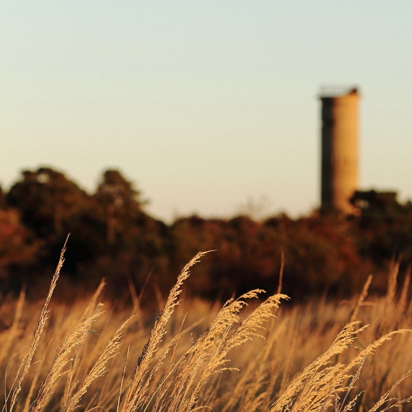 Golden Hour / Cape Henlopen State Park