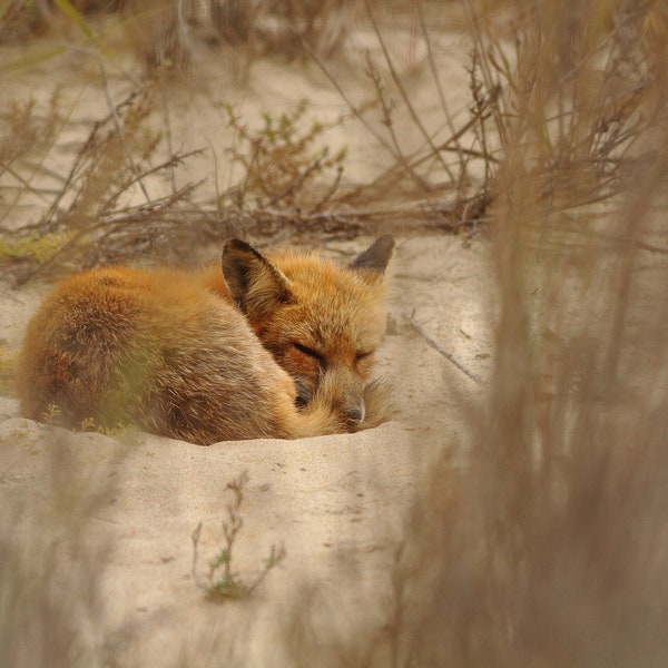 Dune Fox