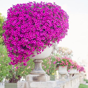 Geranium Photography, Pink Geraniums Print, Pink Flower Wall Art, Picture Of Geraniums, Bunch Geraniums Picture, Pink Home Wall Art