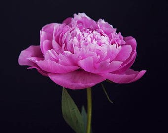 Picture Of Peony, Pink Peonies Print, Peony Photography, Pink Flower Wall Art, Bunch Peony Picture, Colorful Flower Print,Pink Home Wall Art
