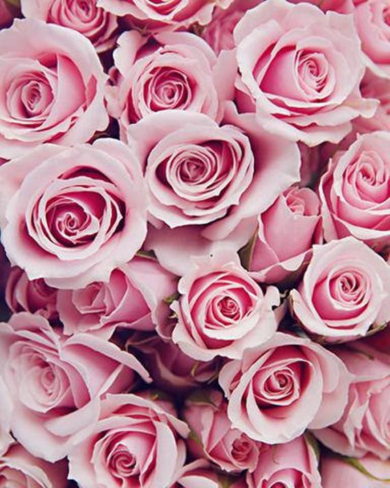 Pink Flower Poster, Roses Photography, Pink Roses Print, Pink