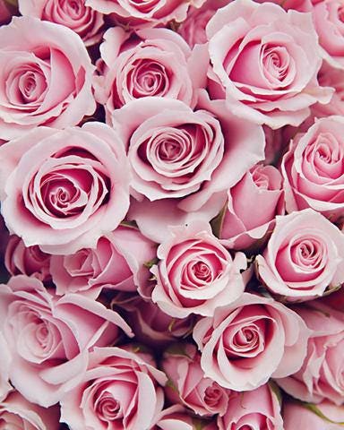 Pink Rose ページ Pink Flower Poster, Roses Photography, Pink Roses Print, Pink
