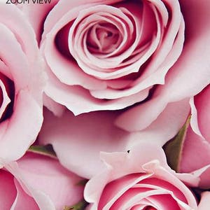 Pink Flower Poster, Roses Photography, Pink Roses Print, Pink Flower Wall Art, Bunch Roses Photo, Colorful Flower Print, Pink Home Wall Art image 2