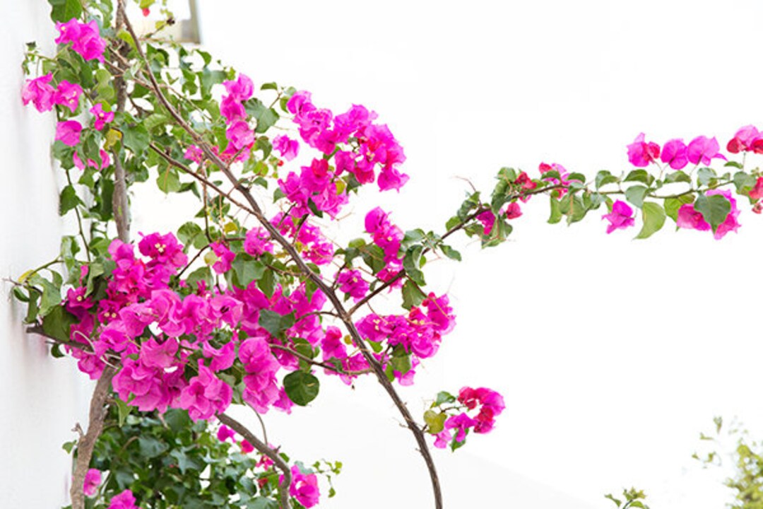 Geranium Photography, Pink Geraniums Print, Pink Flower Wall Art ...
