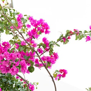 Geranium Photography, Pink Geraniums Print, Pink Flower Wall Art, Picture Of Geraniums, Bunch Geraniums Picture, Pink Home Wall Art