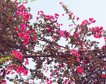 Greek Floral Wall Art, Greek Flowers Print, Pink Flower Photography, Greece Wall Print, Greek Island Flowers, Greece Photo Prints