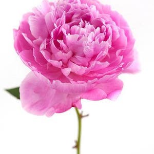Pink Peonies Print, Peony Photography, Pink Flower Wall Art, Picture Of Peony, Bunch Peony Picture, Colorful Flower Print,Pink Home Wall Art