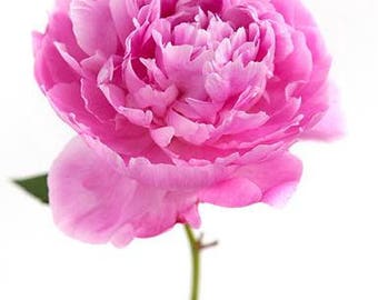 Pink Peonies Print, Peony Photography, Pink Flower Wall Art, Picture Of Peony, Bunch Peony Picture, Colorful Flower Print,Pink Home Wall Art